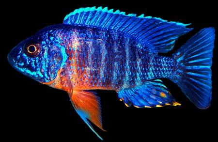  Аулонокара Стюарта (Aulonocara stuartgranti)